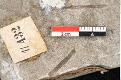 Foto (Detailansicht) von Carpinus macroptera Brongniart (NHMW-GEO-2024-0188-11432)
